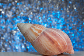 贝壳海螺唯美图片