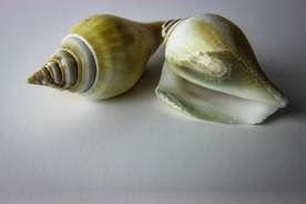 贝壳海螺唯美图片