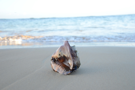 贝壳海螺唯美图片