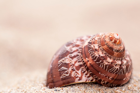 贝壳海螺唯美图片