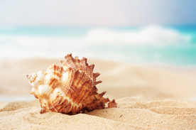 贝壳海螺唯美图片