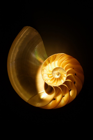 贝壳海螺唯美图片