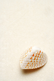 贝壳海螺唯美图片