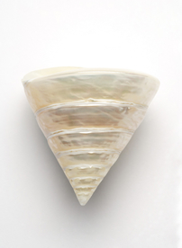 贝壳海螺唯美图片