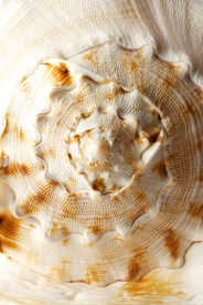 贝壳海螺唯美图片