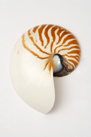 贝壳海螺唯美图片