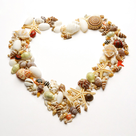 贝壳海螺唯美图片