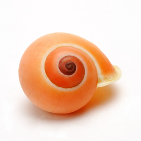 贝壳海螺唯美图片