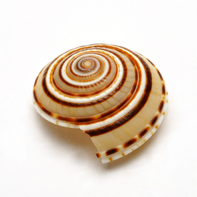 贝壳海螺唯美图片