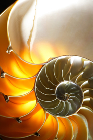 贝壳海螺唯美图片