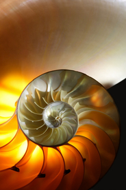 贝壳海螺唯美图片