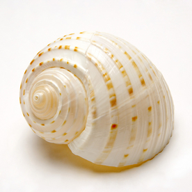 贝壳海螺唯美图片