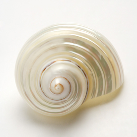 贝壳海螺唯美图片