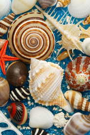 贝壳海螺唯美图片