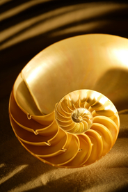 贝壳海螺唯美图片