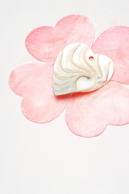 贝壳海螺唯美图片