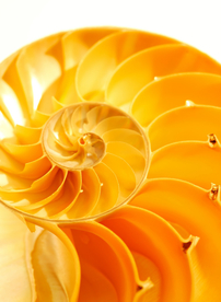 贝壳海螺唯美图片