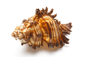 贝壳海螺唯美图片