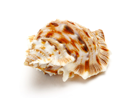 贝壳海螺唯美图片