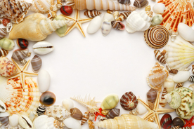 贝壳海螺唯美图片