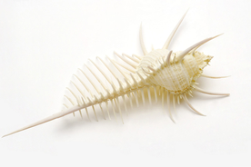 贝壳海螺唯美图片