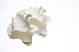 贝壳海螺唯美图片