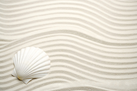 贝壳海螺唯美图片