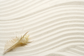 贝壳海螺唯美图片