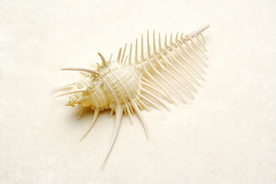 贝壳海螺唯美图片