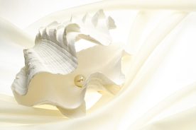 贝壳海螺唯美图片