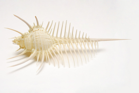 贝壳海螺唯美图片