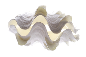 贝壳海螺唯美图片