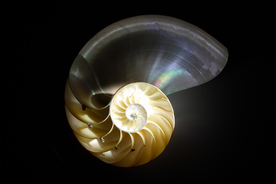 贝壳海螺唯美图片