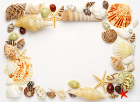 贝壳海螺唯美图片