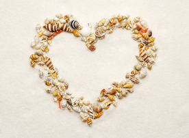 贝壳海螺唯美图片