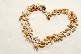 贝壳海螺唯美图片