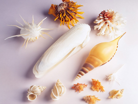 贝壳海螺唯美图片