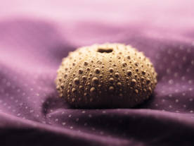 贝壳海螺唯美图片