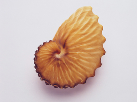 贝壳海螺唯美图片