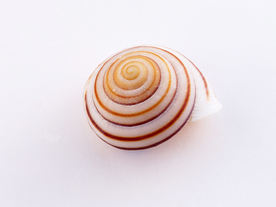 贝壳海螺唯美图片