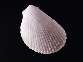 贝壳海螺唯美图片