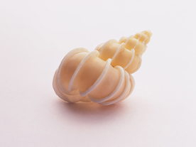 贝壳海螺唯美图片