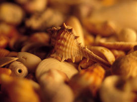贝壳海螺唯美图片