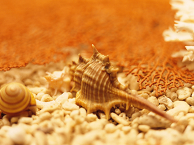 贝壳海螺唯美图片