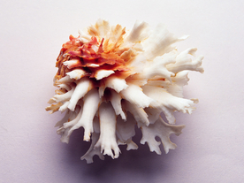 贝壳海螺唯美图片