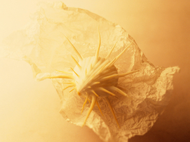 贝壳海螺唯美图片