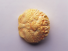 贝壳海螺唯美图片