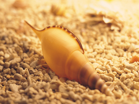 贝壳海螺唯美图片