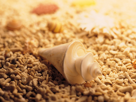 贝壳海螺唯美图片