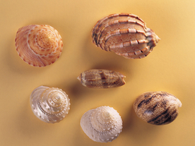 贝壳海螺唯美图片